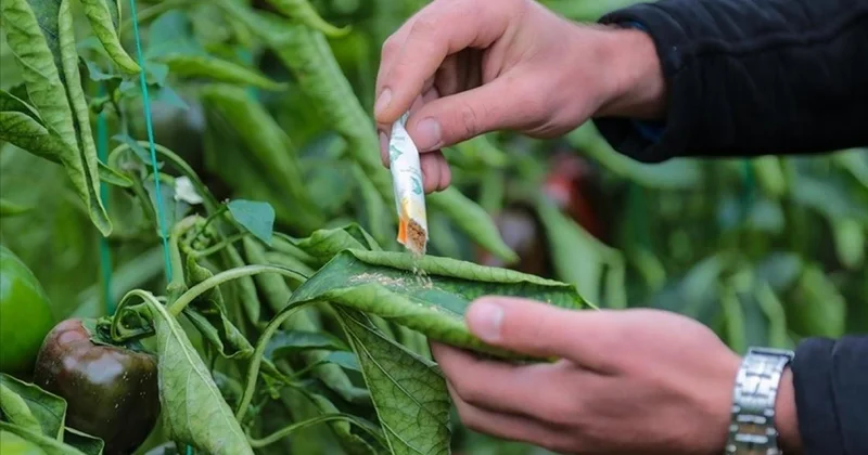 Orman zararlılarıyla mücadelede 1 milyondan fazla faydalı organizma üretildi