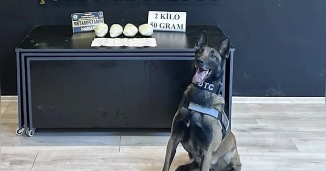 Ocak ayının en başarılı narkotik köpeği Jardi oldu Osmaniye Haberleri