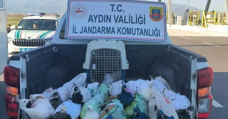 Nazilli’de tavus kuşu operasyonu