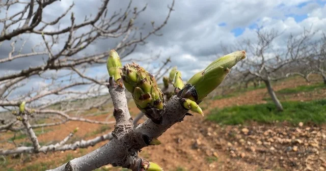 Antep fıstığının sürgün gelişiminde karagöz kurdu ve kabuklu bit riski Şanlıurfa Haberleri
