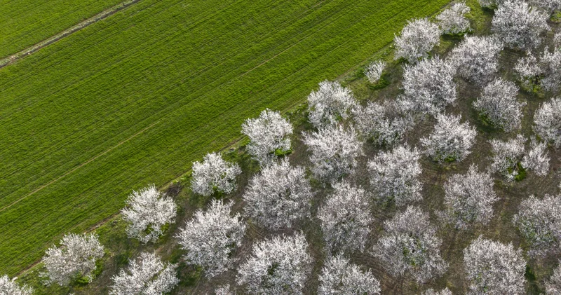 Son dakika: Meteoroloji den zirai don uyarısı! Sabah saatlerine dikkat! Son dakika haberleri