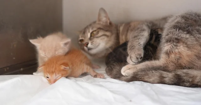 Ölümden dönen yavru kedilere süt anne kucak açtı Düzce den yürek ısıtan görüntüler Düzce Haberleri