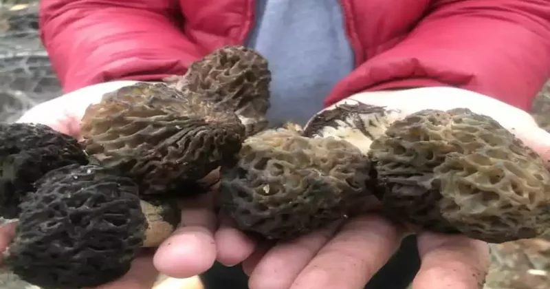 Kırmızı eti solladı: Kilogramı bin 500 lira! Doğada kendiliğinden yetişiyor