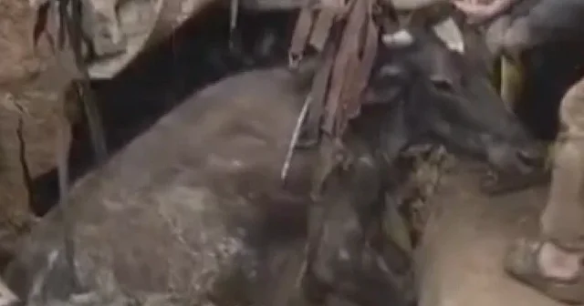 Ekipler adeta seferber oldu: Kuyuya düşen ineğin imdadına itfaiyeciler yetişti VİDEO İZLE