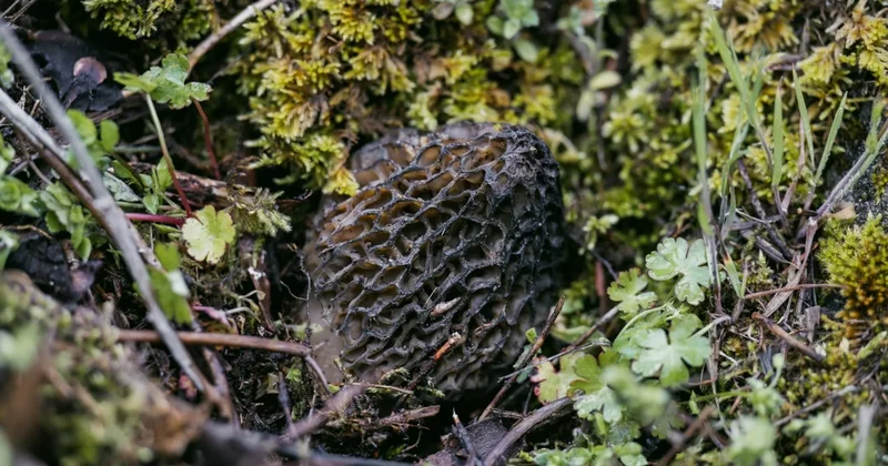 Adım adım dolaşıp topluyorlar kilosunu 1.500 TL den satıyorlar Sözcü Gazetesi