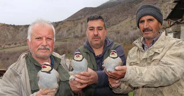 Erzurum Oltu da 350 kınalı keklik halkalandı Erzurum Haberleri