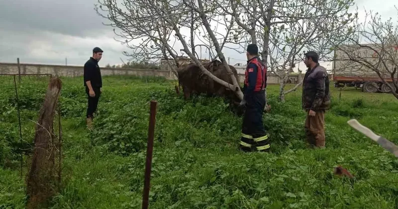 Mardin’de kuyuya düşen ineği itfaiye kurtardı
