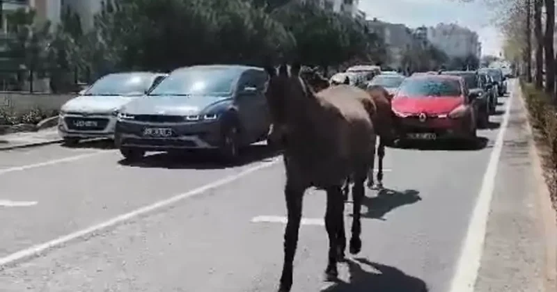 Başıboş atlar şehirde yolları mesken tuttu