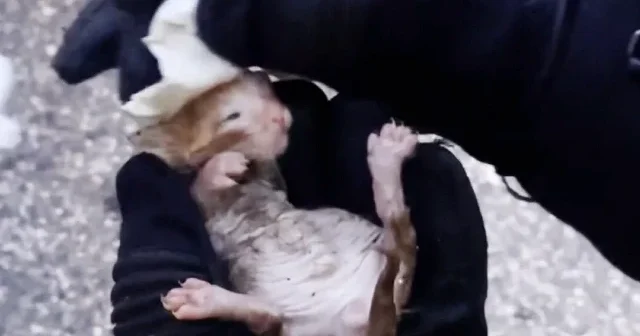 Düzce de ekipler 2 kedi yavrusunu kalp masajıyla kurtardı VİDEO İZLE