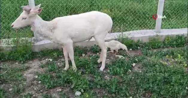 Elazığ’da evinin bahçesinde alageyiği gören ev sahibi şaşırdı