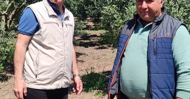 Didim de zeytin üreticilerine zararlı uyarısı Aydın Haberleri