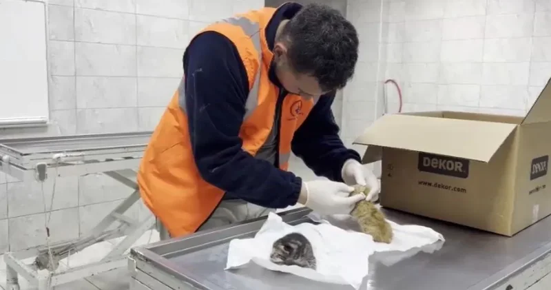 İki yavru kedi kalp masajıyla yaşama tutundu