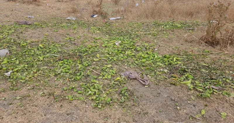 Ticaret Bakanlığından biber görüntülerine ilişkin manipülasyon uyarısı