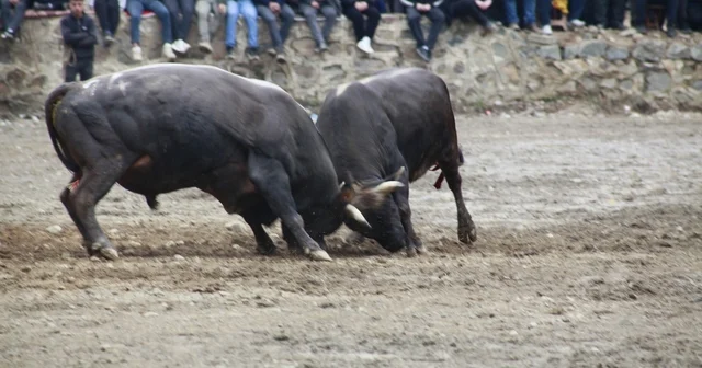 Artvin de boğa güreşleri sezonu Sarıgöl de açıldı Artvin Haberleri