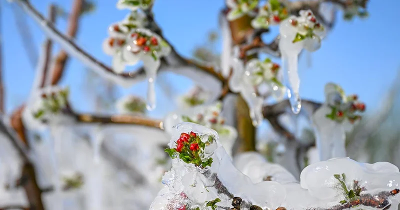Meclis te kurulan Zirai Don Olayını Araştırma Komisyonu raporunu tamamladı