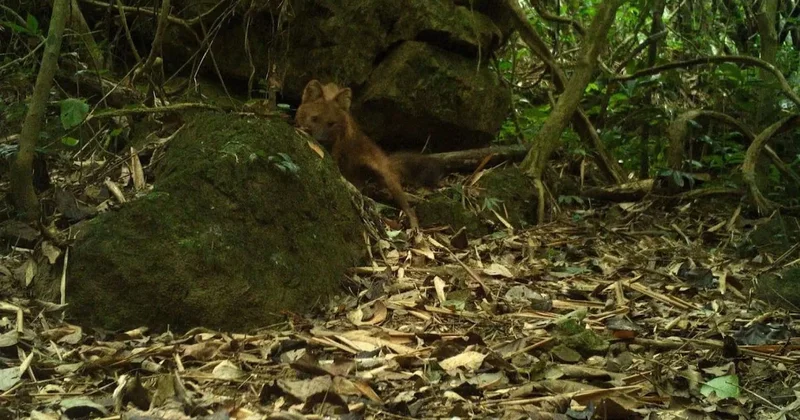 20 yıllık sessizliğini bozdu! Gizemli yırtıcı tekrar ortaya çıktı Sözcü Gazetesi