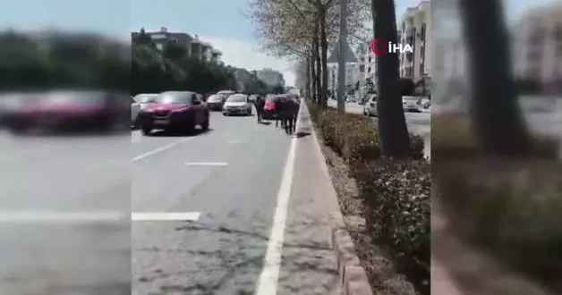 Tekirdağ da başıboş atlar şehirde yollara çıktı sürücüler zor anlar yaşadı