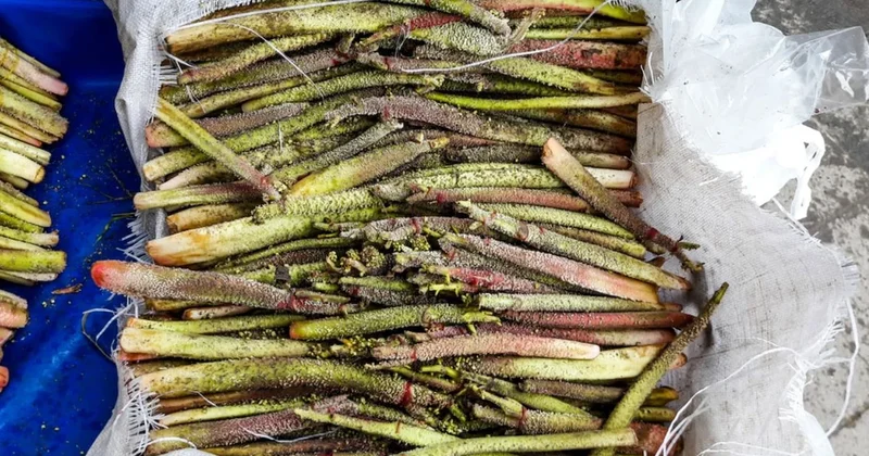 Toplayıp satanlar paraya para demiyor: Doğada kendiliğinden yetişiyor, baharın gelişiyle kapış kapış gidiyor Sözcü Gazetesi