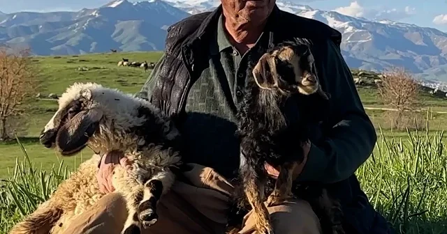 Yüksekovalı çiftçiden yürek ısıtan vefa: Engelli kuzu ve oğlağa bebek gibi bakıyor VİDEO İZLE