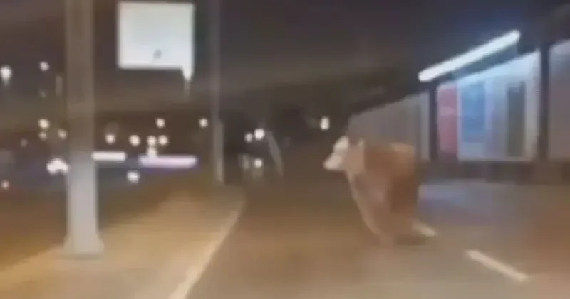 Avcılar da kaçan kurbanlık boğa D 100 Karayolu na çıktı