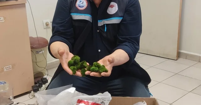 Kapıkule de yolcu otobüsünde 2 bin 125 canlı yeşil alg ele geçirildi Edirne Haberleri