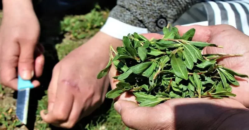 Tadı da faydası da tam not alıyor: Jiletle tek tek toplanıyor kilosu 200 TL!
