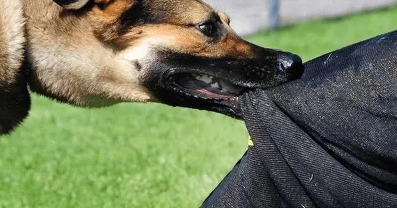 Başıboş bırakılan köpeğin bedeli ağır oldu: Sahibine 108 bin lira ceza Konya Haberleri