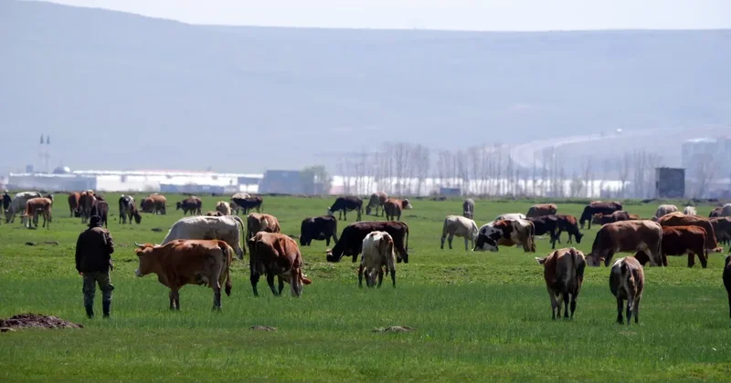Kurbanlıkta yeni dolandırıcılık yöntemi: Fotoğrafla tuzak kuruyorlar