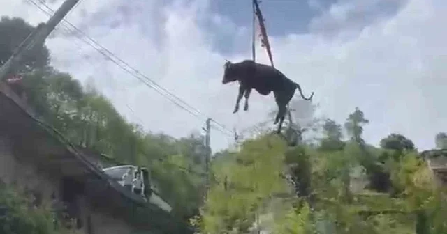 Rize de dere yatağına düşen inek vinçle kurtarıldı VİDEO İZLE
