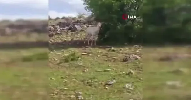 Elazığ da beyaz ala geyik bu kez koyun sürüsünde görüldü