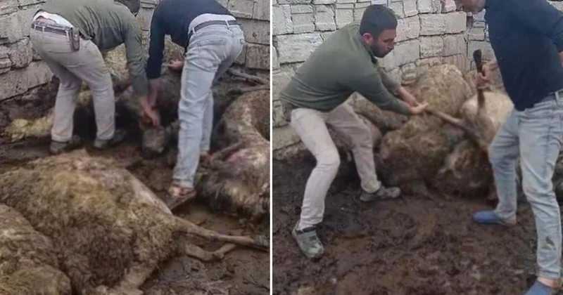 Sabah uyanıp ağıla giden üretici, gördüğü manzara karşısında şoke oldu