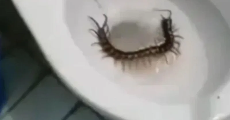 Otel tuvaletinden çıkan dev yaratık dehşete düşürdü: Bu bir uzaylı!