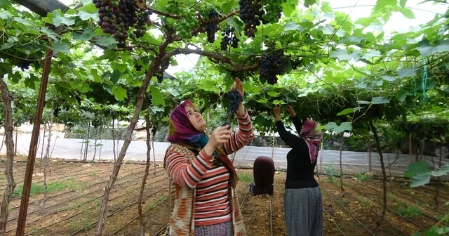Bölgenin siyah incisi üzümde hasat başladı Türkiye nin turfanda meyve üretimiyle dikkat çeken Mersin de beyaz üzüm hasadı sürerken, siyah inci olarak bilinen kara üzümde de hasat başladı Mersin Haberleri