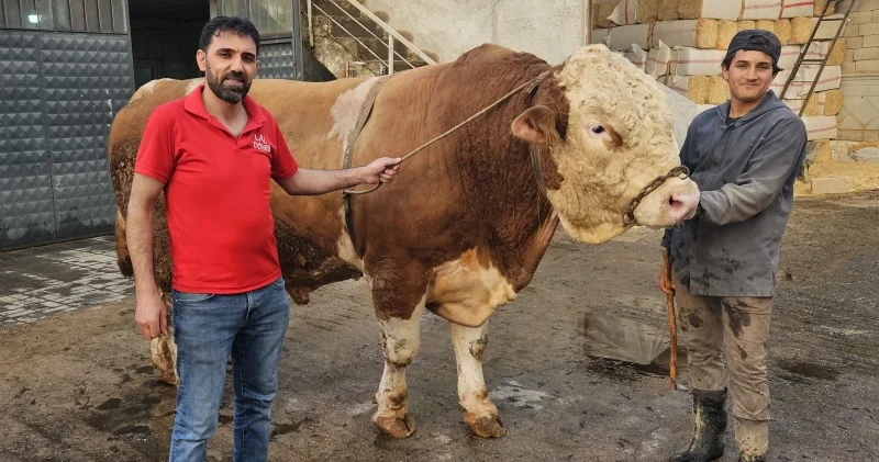 Ağrı da 1 ton 190 kilogramlık kurbanlık boğa 500 bin liraya satıldı Ağrı Haberleri