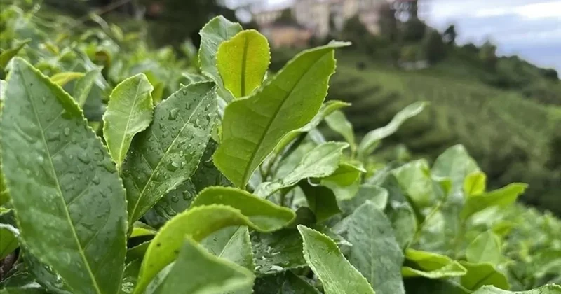 SON DAKİKA I Yaş çay alım fiyatı belli oldu