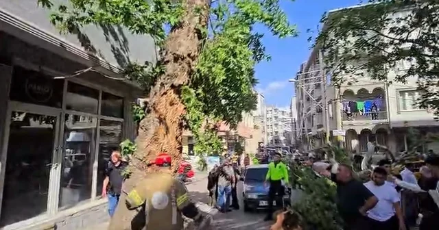 Bursa da seyir halindeki araçların üzerine ağaç devrildi: 1 kişi yaralandı Bursa Haberleri