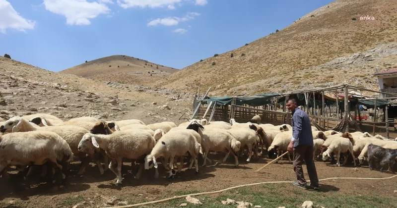 150 bin liralık maaşı beğenmiyorlardı: Yeni çoban formülüyle işsiz kaldılar Sözcü Gazetesi