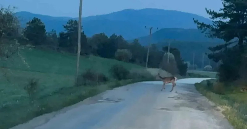 Karaca sürüsü köy yolunda görüntülendi