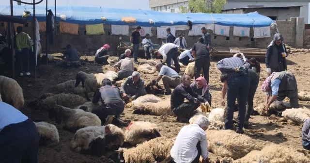 Şırnak ta göçerler yüzlerce koyunu imece usulü kırkıyor Cudi eteklerinde asırlık dayanışma Şırnak Haberleri