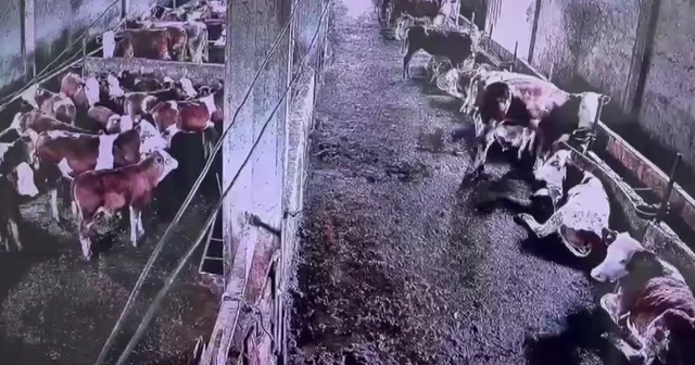 İnsanların hissetmediği depremi inekler hissetti Sivas Haberleri