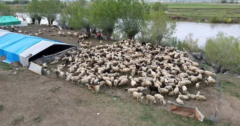 Erzincan da Çoban Sorunu İçin Çözüm: Afgan Çobanlar