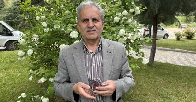 Prof. Dr. Türkekul: Bilmediğiniz mantarı tüketmeyin, uzmanına danışın Tokat Haberleri