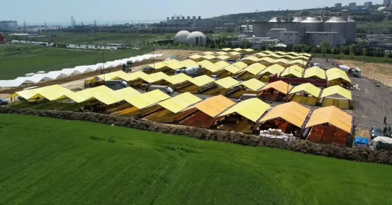 Kurbanlıklar Avcılar da kurulan pazardaki çadırlarda yerini aldı