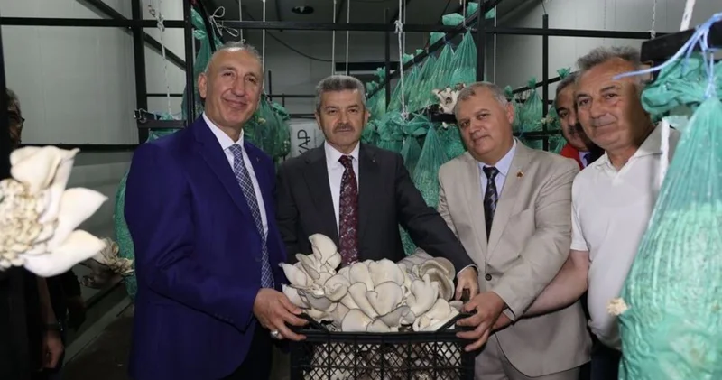 İlk hasat yapıldı: Tünelde mantar üretimi