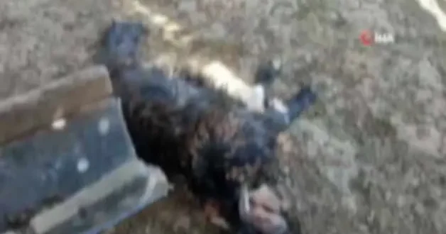 Köylünün bütün emeği heba oldu! Başıboş köpek terörü Siirt ten...