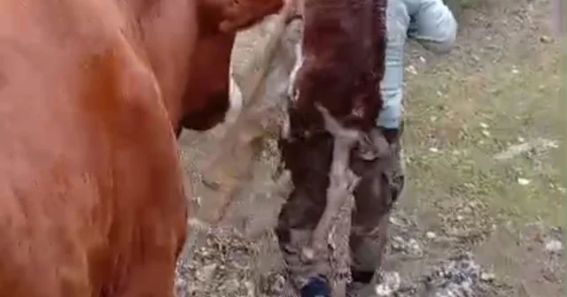 Yeni doğan buzağıyı sırtında taşıdı Amasya Haberleri