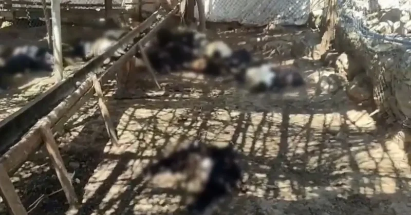Ağıla giren başıboş köpekler 26 keçiyi telef etti