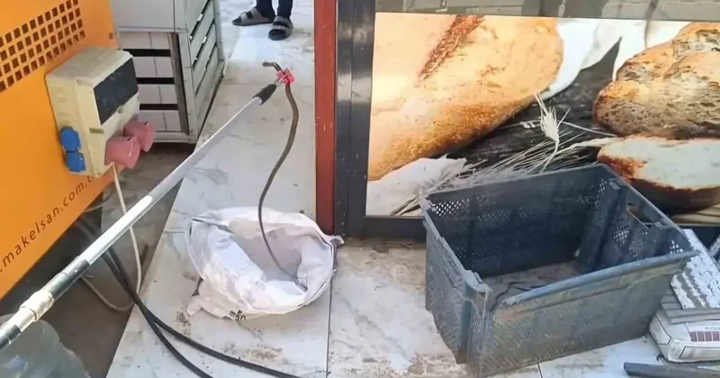 Gaziantep’te ekmek sandığına giren yılan yakalandı