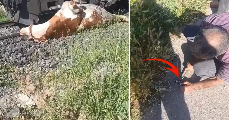 Elazığ da trene sıkışan inek kesilerek kurtarıldı