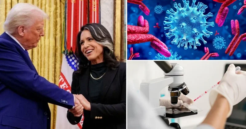 İstihbarat Direktörlüğünden istifa eden Gabbard ABD nin örtbas edilen laboratuvarlarını açıkladı Dünya Haberleri